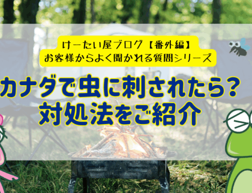 【カナダで虫刺され!?】痒みには「Afterbite」が超おすすめだった話